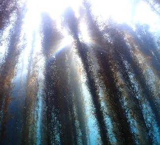 藻場づくりの様子