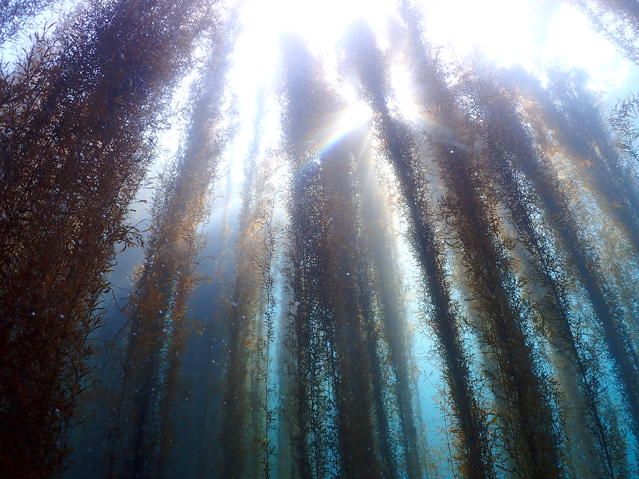 海中の昆布