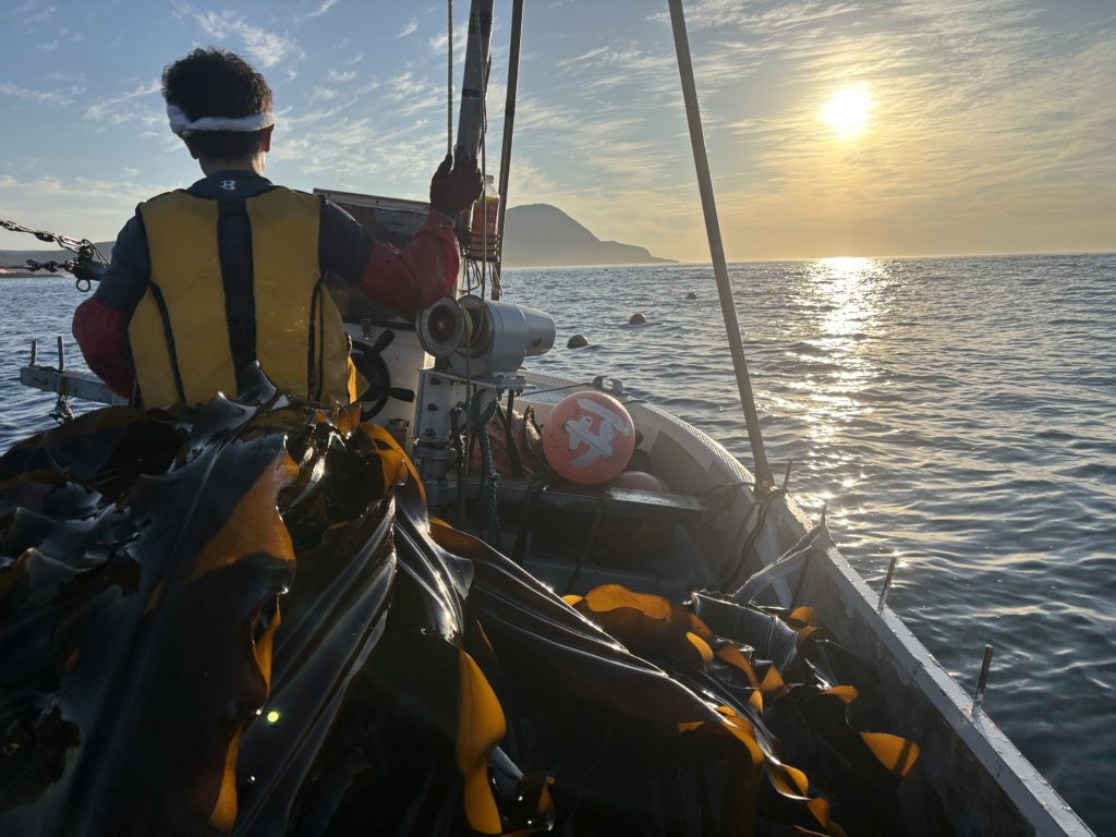 函館市恵山地区で昆布漁のお手伝いをしました